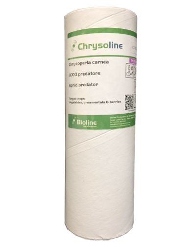 Chrysoline – 1000 per tube - Biological Control